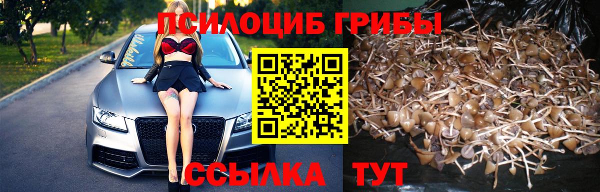 Псилоцибиновые грибы Psilocybe  Вход с VPN  Абакан  Галлюциногенные грибы Psilocybe 
