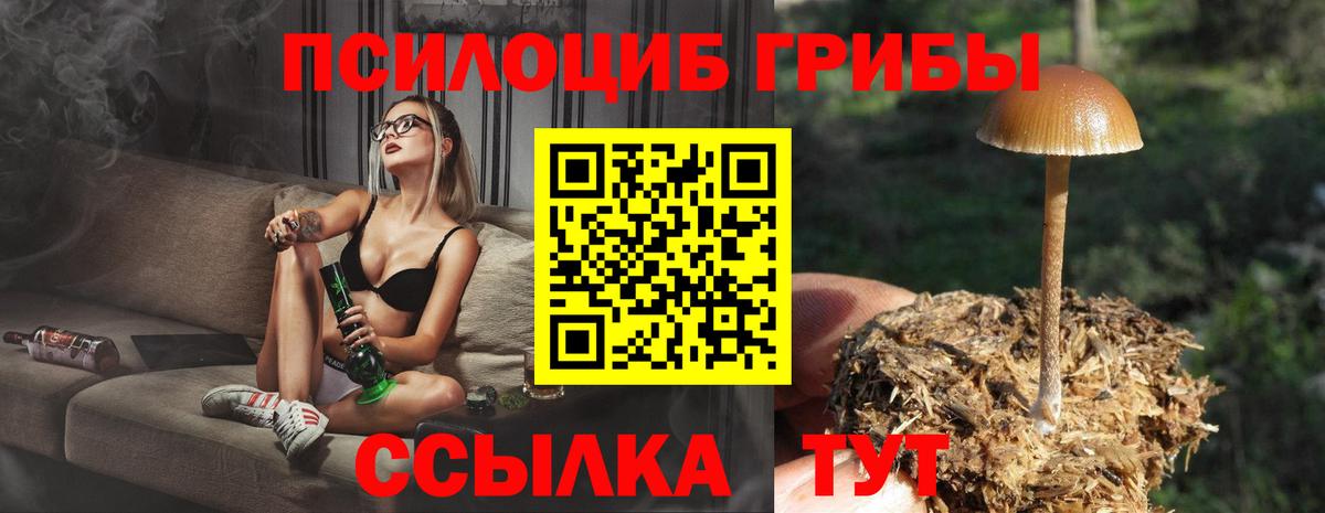 Псилоцибиновые грибы Psilocybine cubensis Абакан